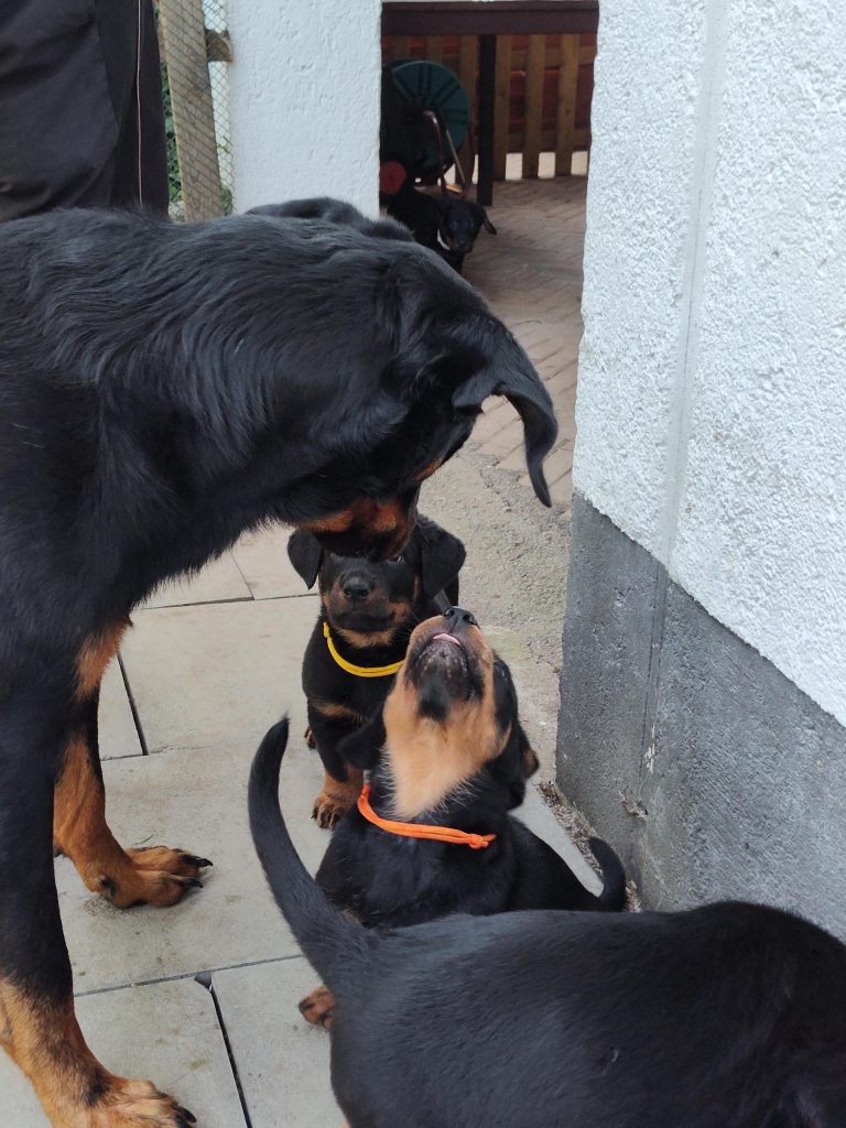 Nikolaus Kugler, Beauceronzucht, L-Wurf 2025, 6.+7. Woche, Welpen