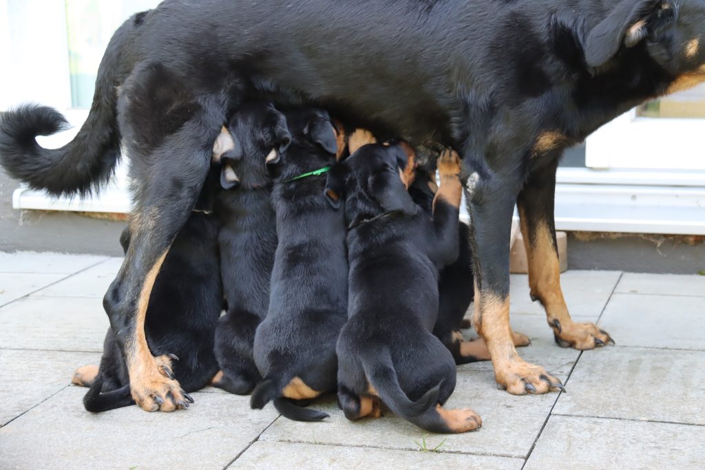 Nikolaus Kugler, Beauceronzucht, L-Wurf 2025, 6.+7. Woche, Welpen