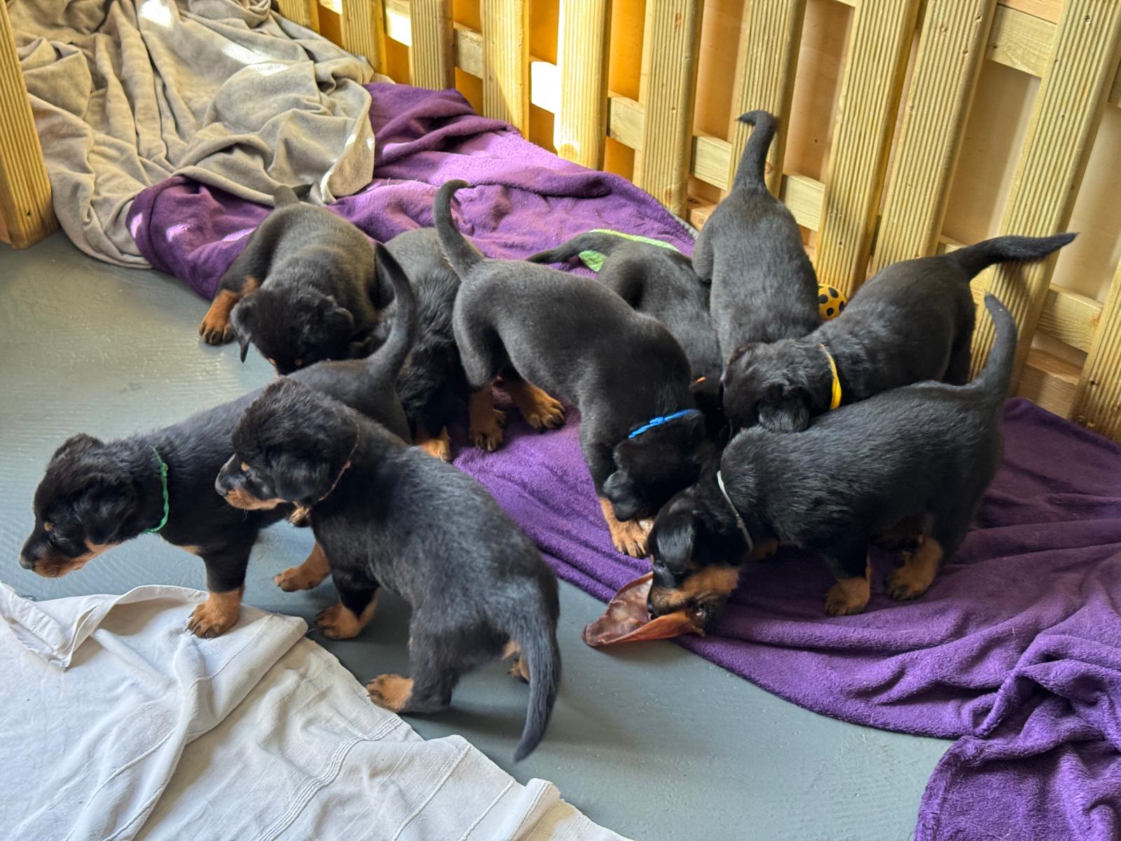 Nikolaus Kugler Beauceronzucht L-Wurf 2025_5.Woche