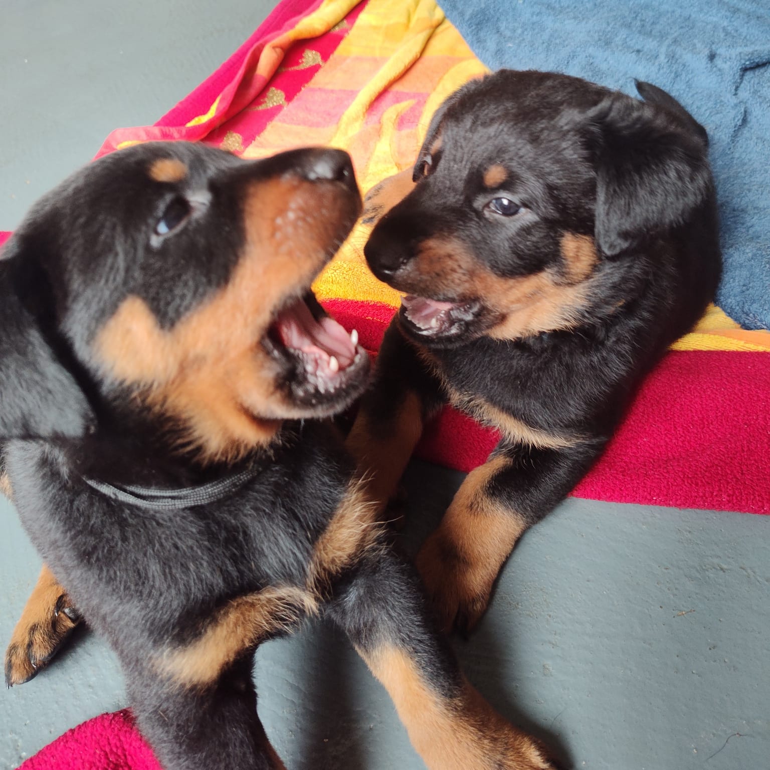 Nikolaus Kugler Beauceronzucht L-Wurf 2025_5.Woche