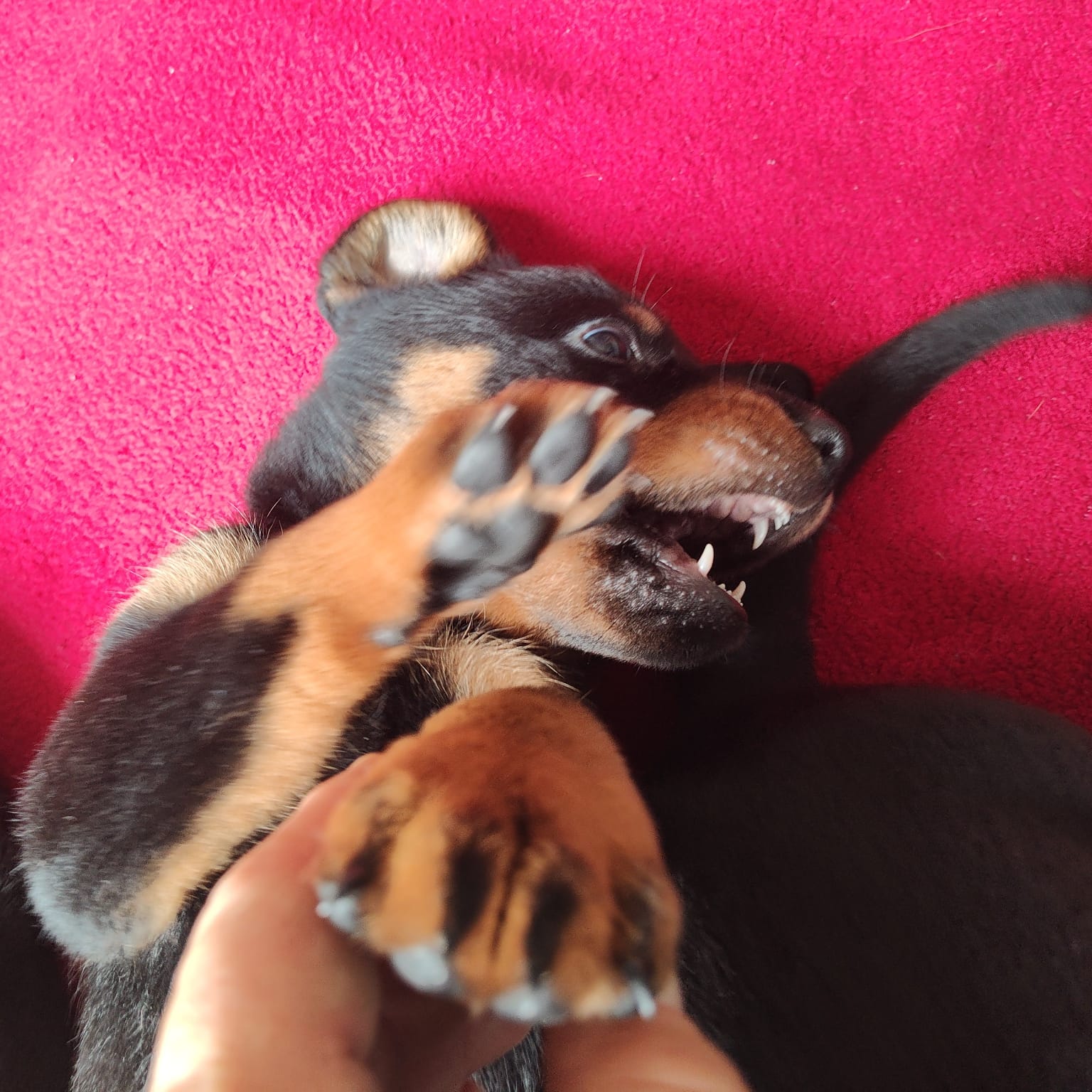 Nikolaus Kugler Beauceronzucht L-Wurf 2025_5.Woche