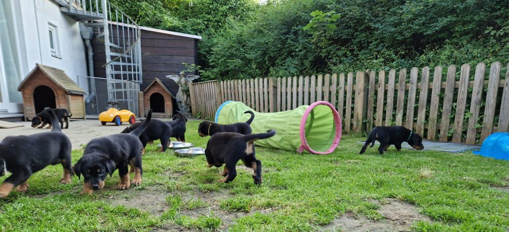 Nikolaus Kugler, Beauceronzucht, L-Wurf 2025, 6.+7. Woche, Welpen