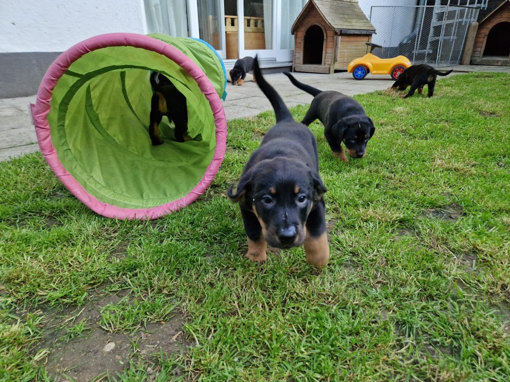 Nikolaus Kugler, Beauceronzucht, L-Wurf 2025, 6.+7. Woche, Welpen