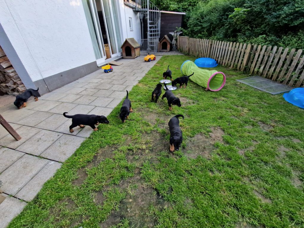 Nikolaus Kugler, Beauceronzucht, L-Wurf 2025, 6.+7. Woche, Welpen