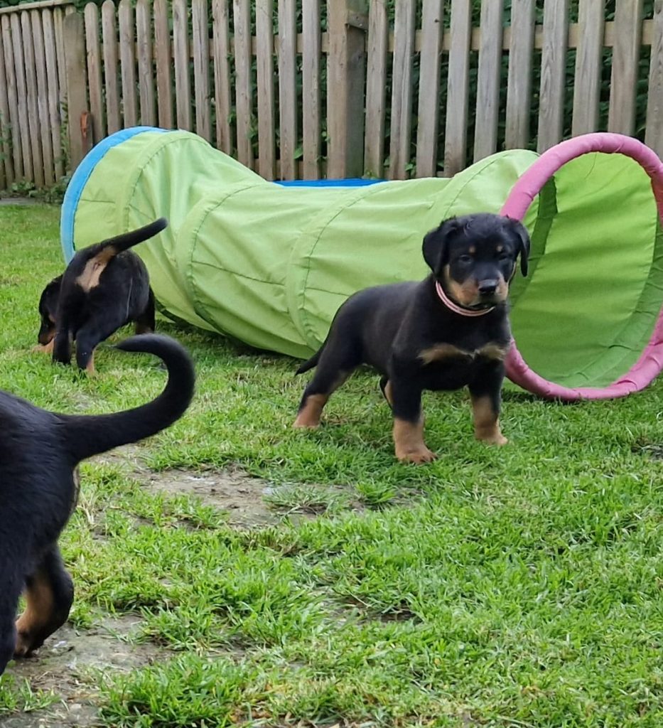 Nikolaus Kugler, Beauceronzucht, L-Wurf 2025, 6.+7. Woche, Welpen