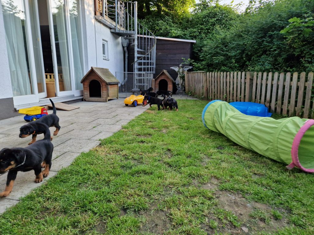 Nikolaus Kugler, Beauceronzucht, L-Wurf 2025, 6.+7. Woche, Welpen