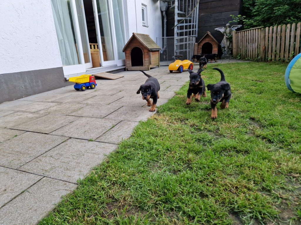 Nikolaus Kugler, Beauceronzucht, L-Wurf 2025, 6.+7. Woche, Welpen