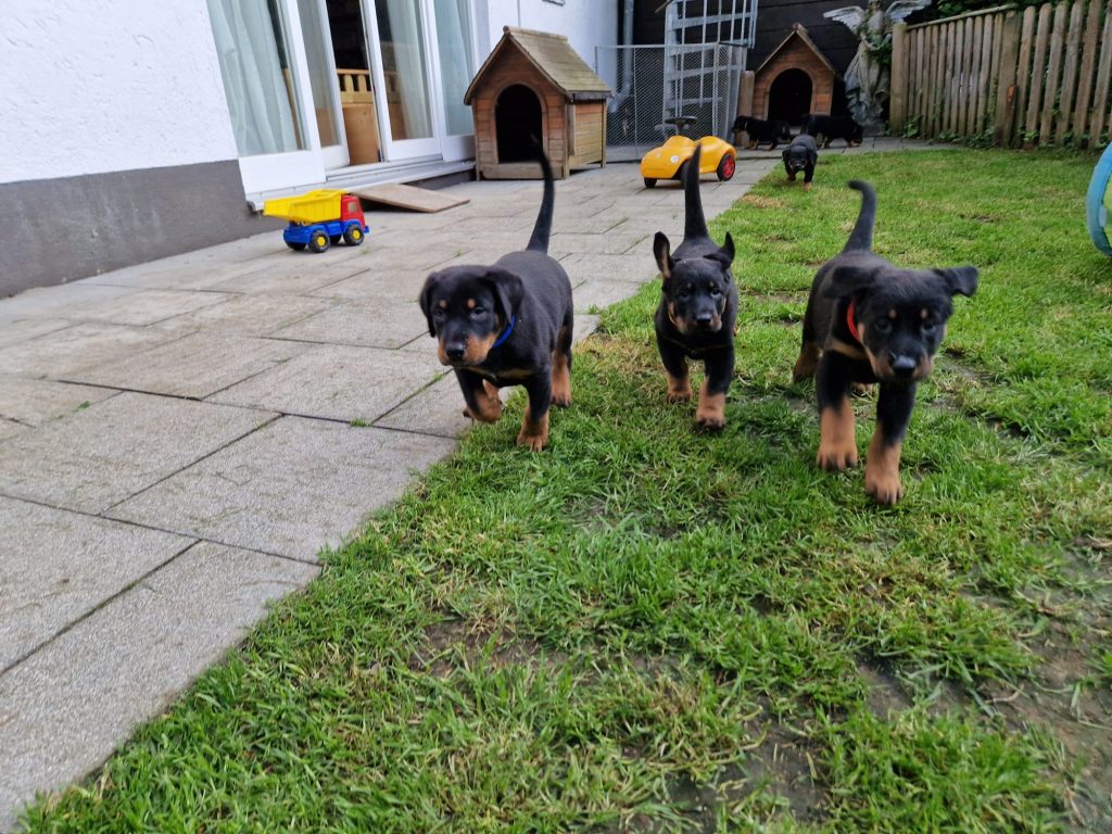 Nikolaus Kugler, Beauceronzucht, L-Wurf 2025, 6.+7. Woche, Welpen