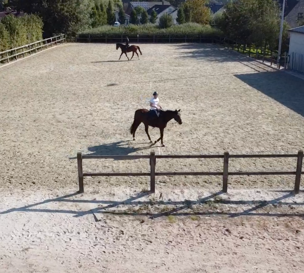 Beaulieu hof buitenpiste paarden lauwe