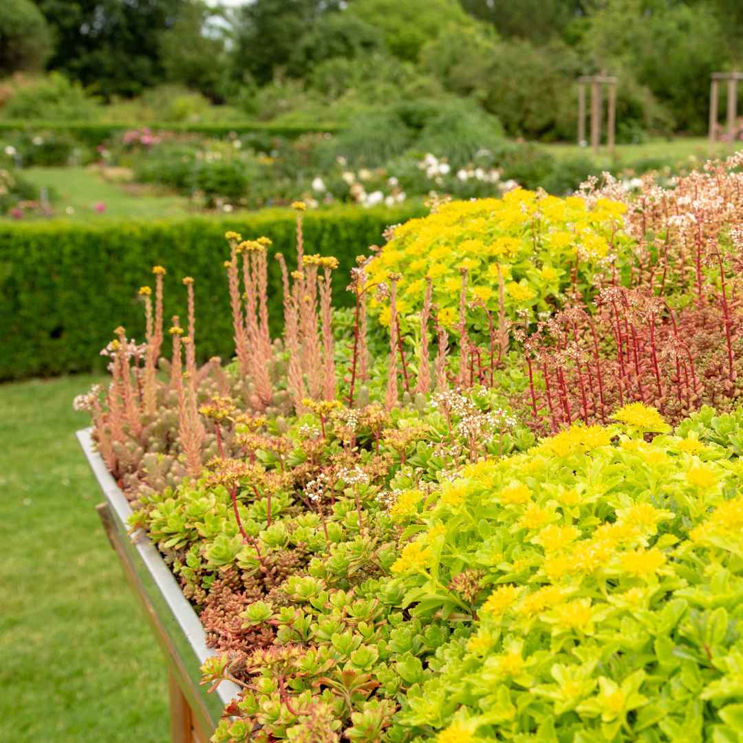 Sedum tag med frodig beplantning, der bidrager til bæredygtighed og naturlig isolering.