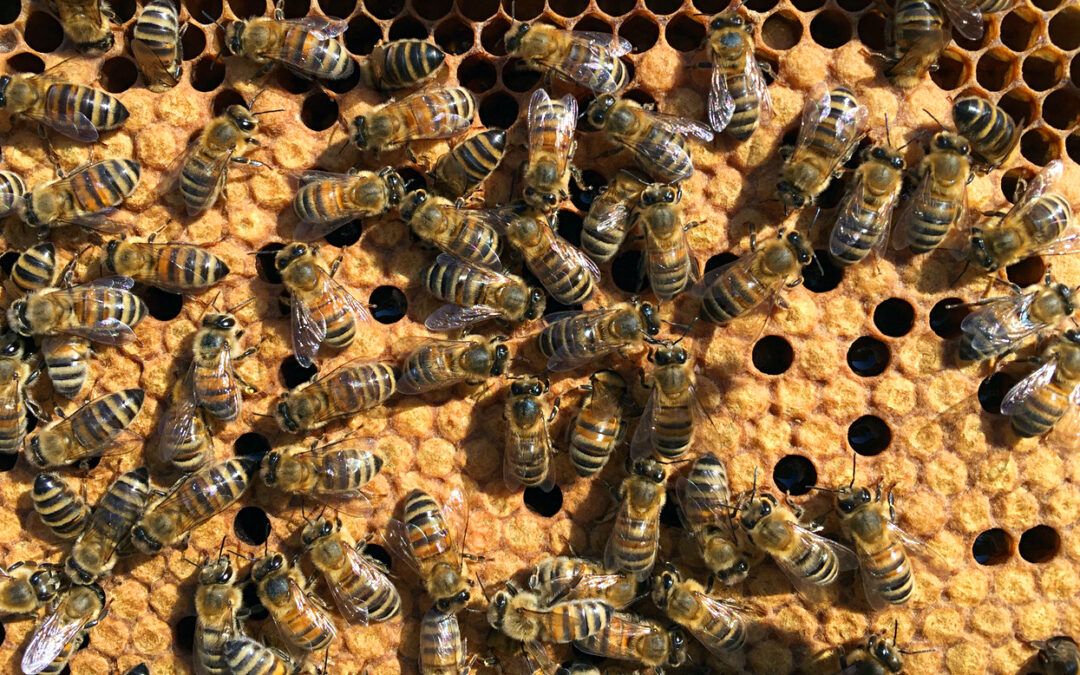 Eight nifty mechanical signals produced by worker honey bees