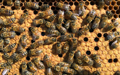 Eight nifty mechanical
signals produced by worker honey bees