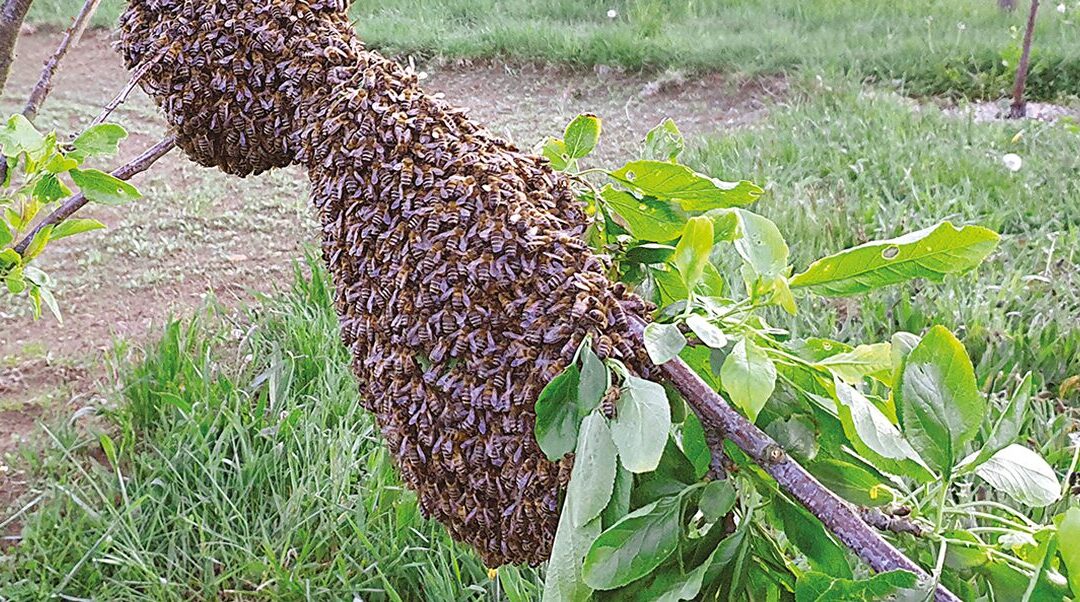 Beginners in the apiary – April