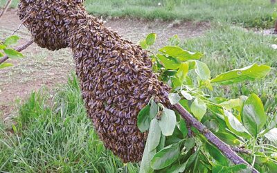 Beginners in the apiary – April