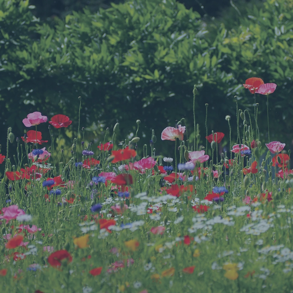 shop-category-digital-booklets