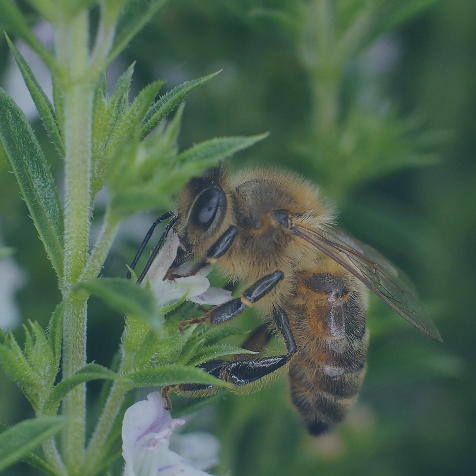 shop-category-subscriptions