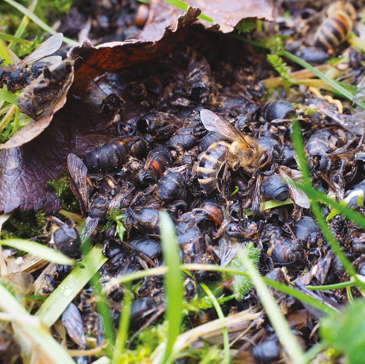 Swedish wildflower honey - From Field and Flower