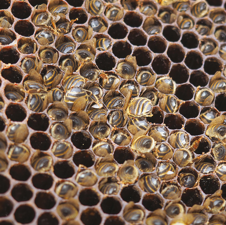 Tasmanian leatherwood honey - From Field and Flower