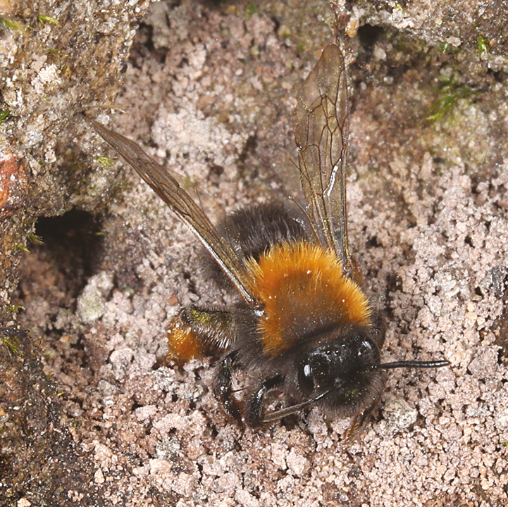 Swedish wildflower honey - From Field and Flower