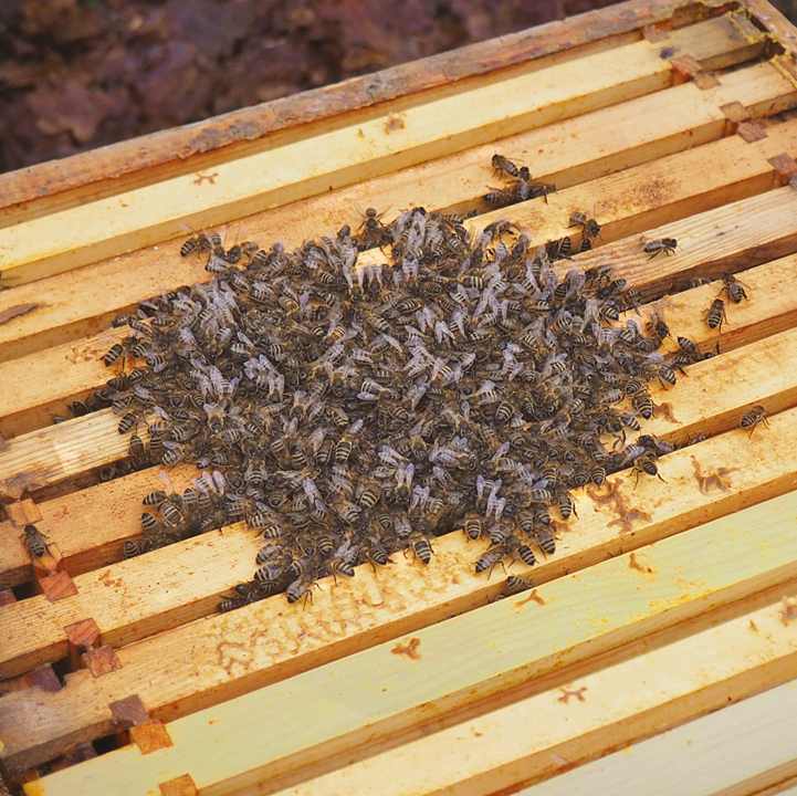 beecraft-Insulation-2 Swedish wildflower honey - From Field and Flower