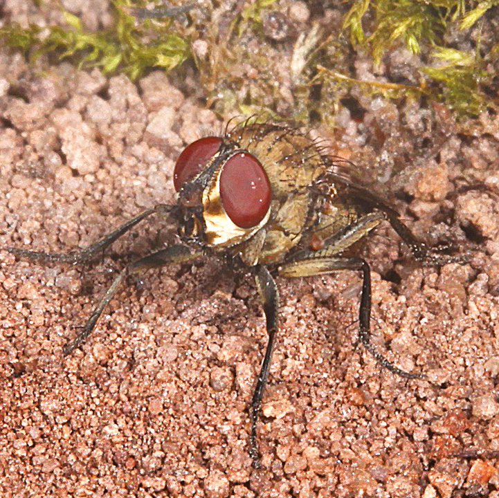 Tasmanian leatherwood honey - From Field and Flower