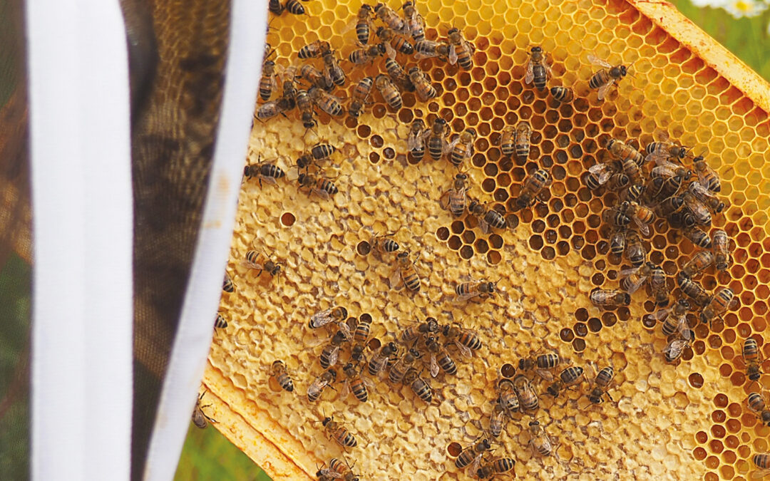 Beekeeping shorts: Frame turning