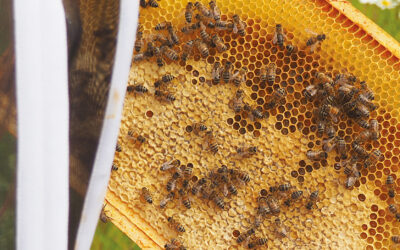 Beekeeping shorts: Frame turning