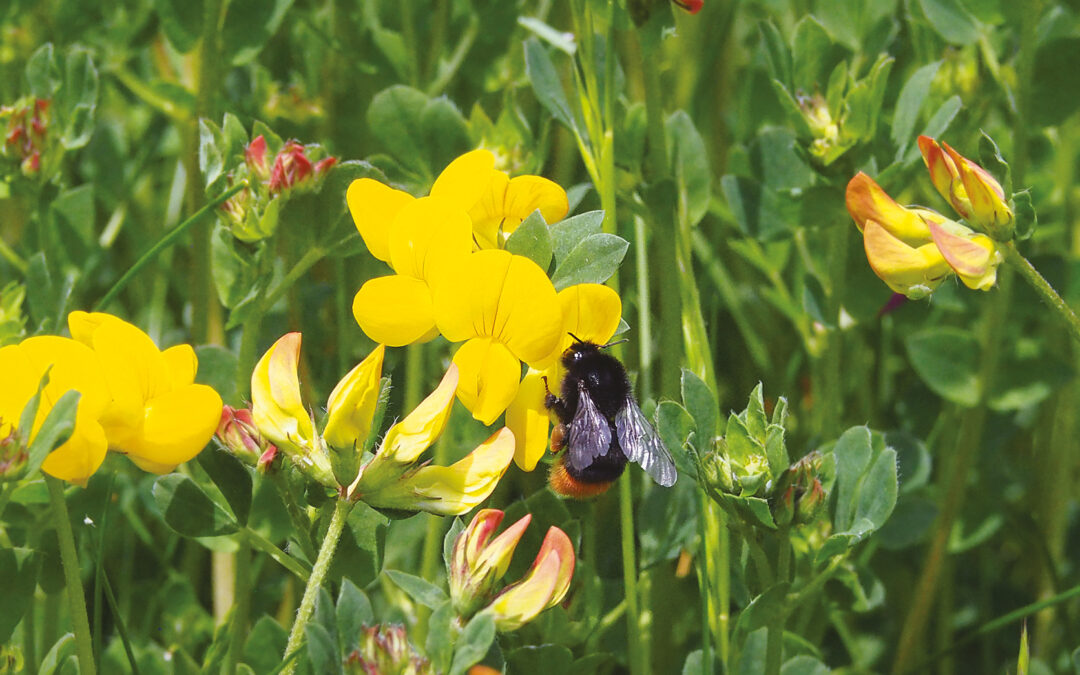 Bees and bugs: Clarke’s mining bee