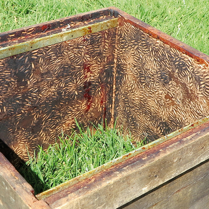 Tasmanian leatherwood honey - From Field and Flower