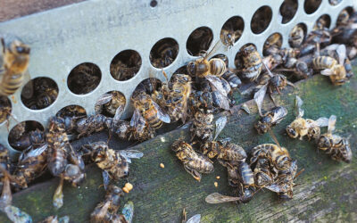 Colony loss post-mortem