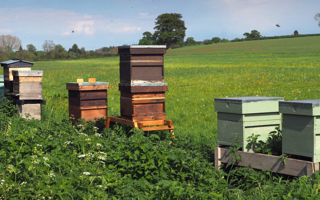 Summer in the apiary