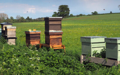 Summer in the apiary