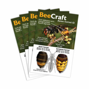 Asian Hornet ID Cards