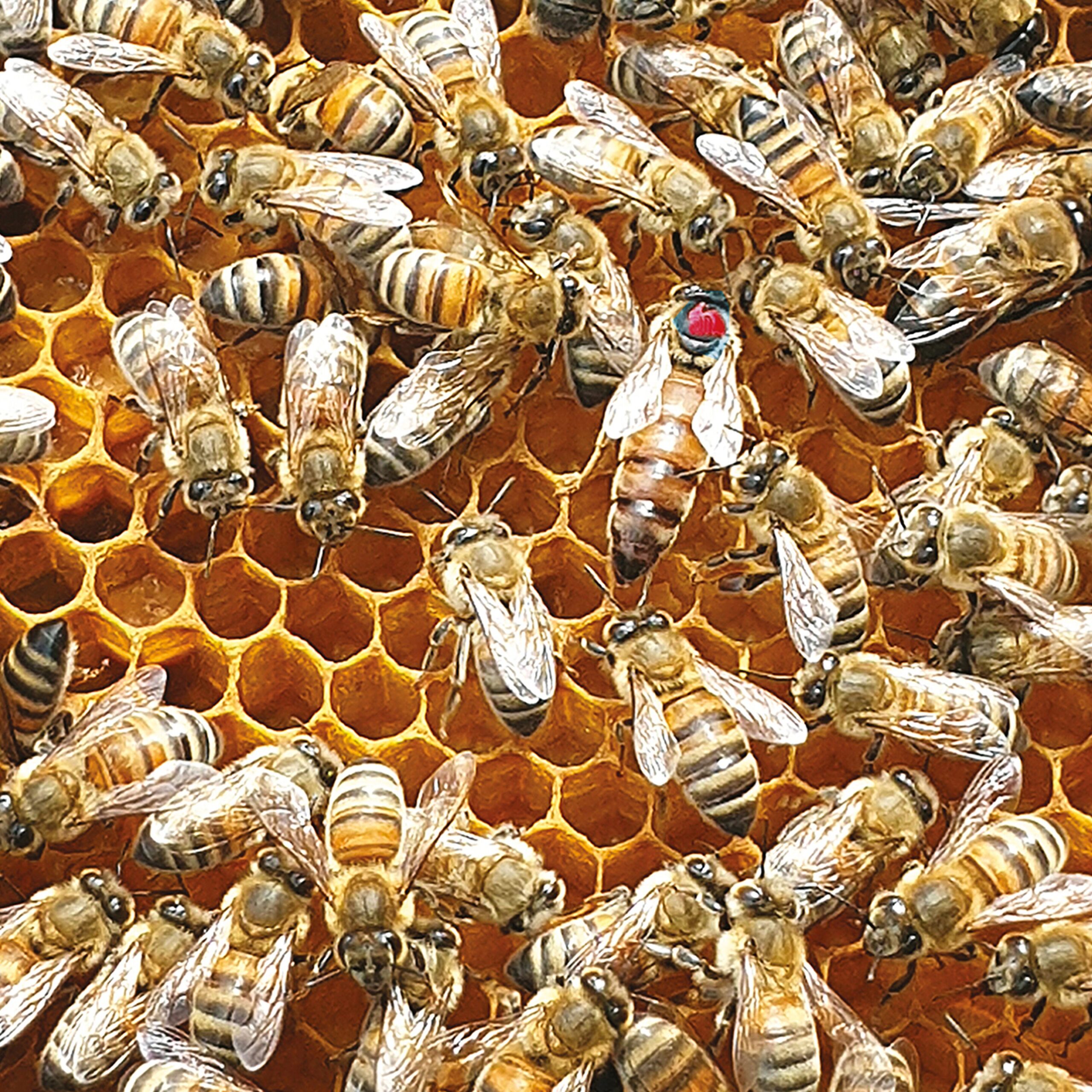 Swedish wildflower honey - From Field and Flower