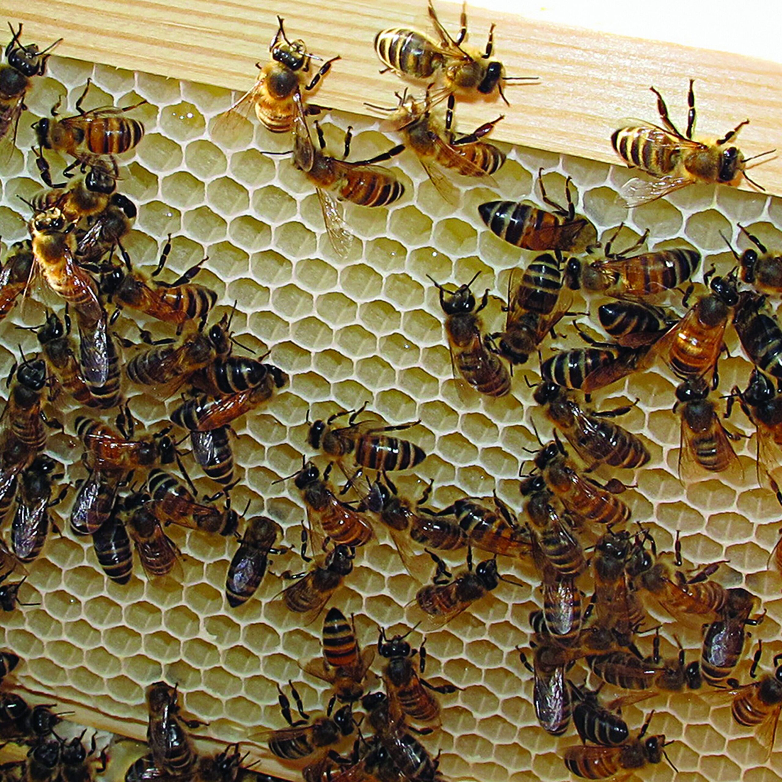 Swedish wildflower honey - From Field and Flower