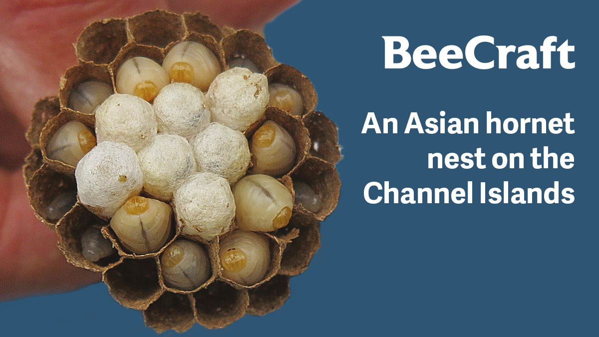 asian-hornet-nest-jersey