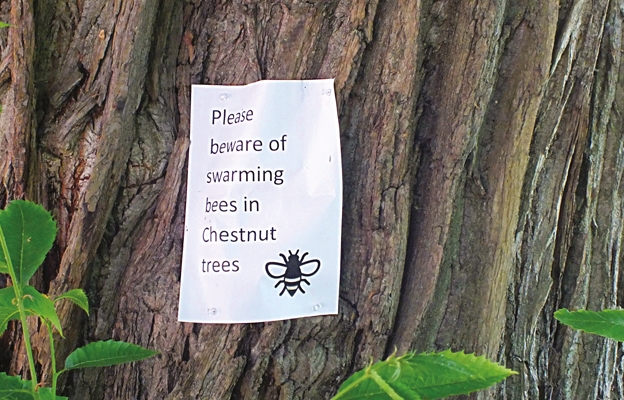 Beecraft-ratneiks-herstmonceaux-6a