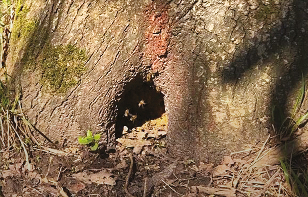 Beecraft-ratneiks-kneppbase-4a