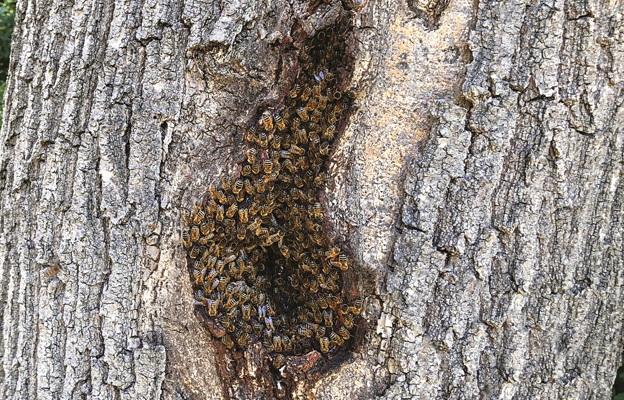 Beecraft-ratneiks-wildcolonies-2