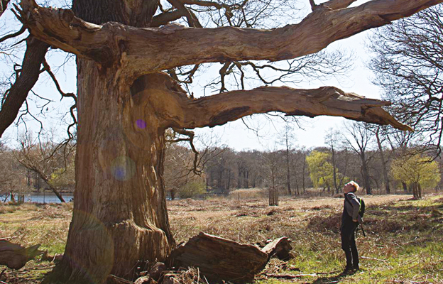 Beecraft-ratneiks-wildcolonies-3a