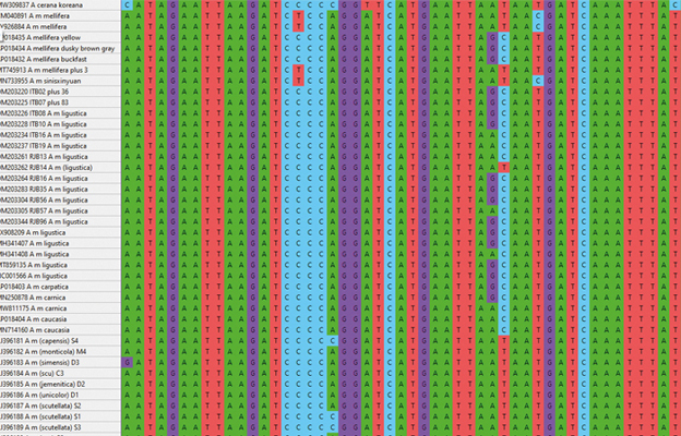 beecraft-evolution-diag1-dna-data