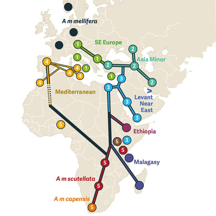 beecraft-evolution-diag2