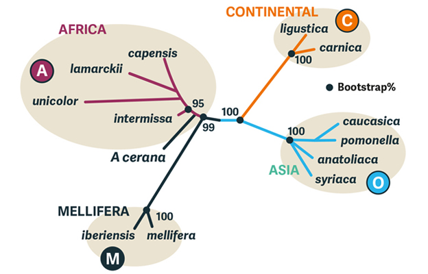 beecraft-evolution-diag3