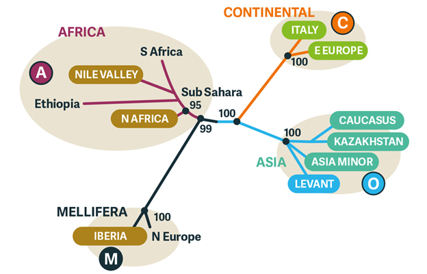 beecraft-evolution-diag4