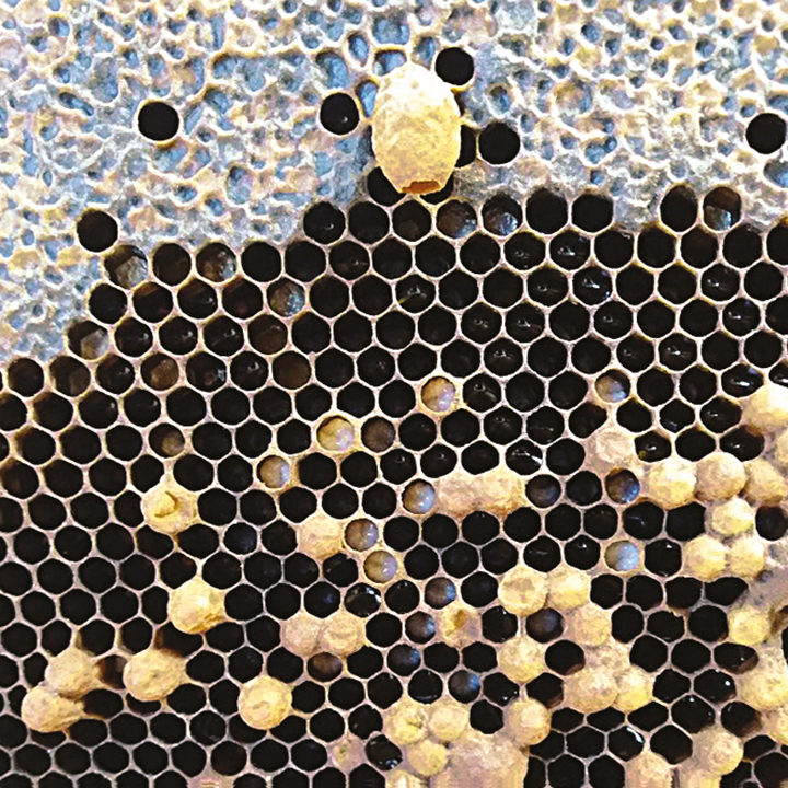 Swedish wildflower honey - From Field and Flower