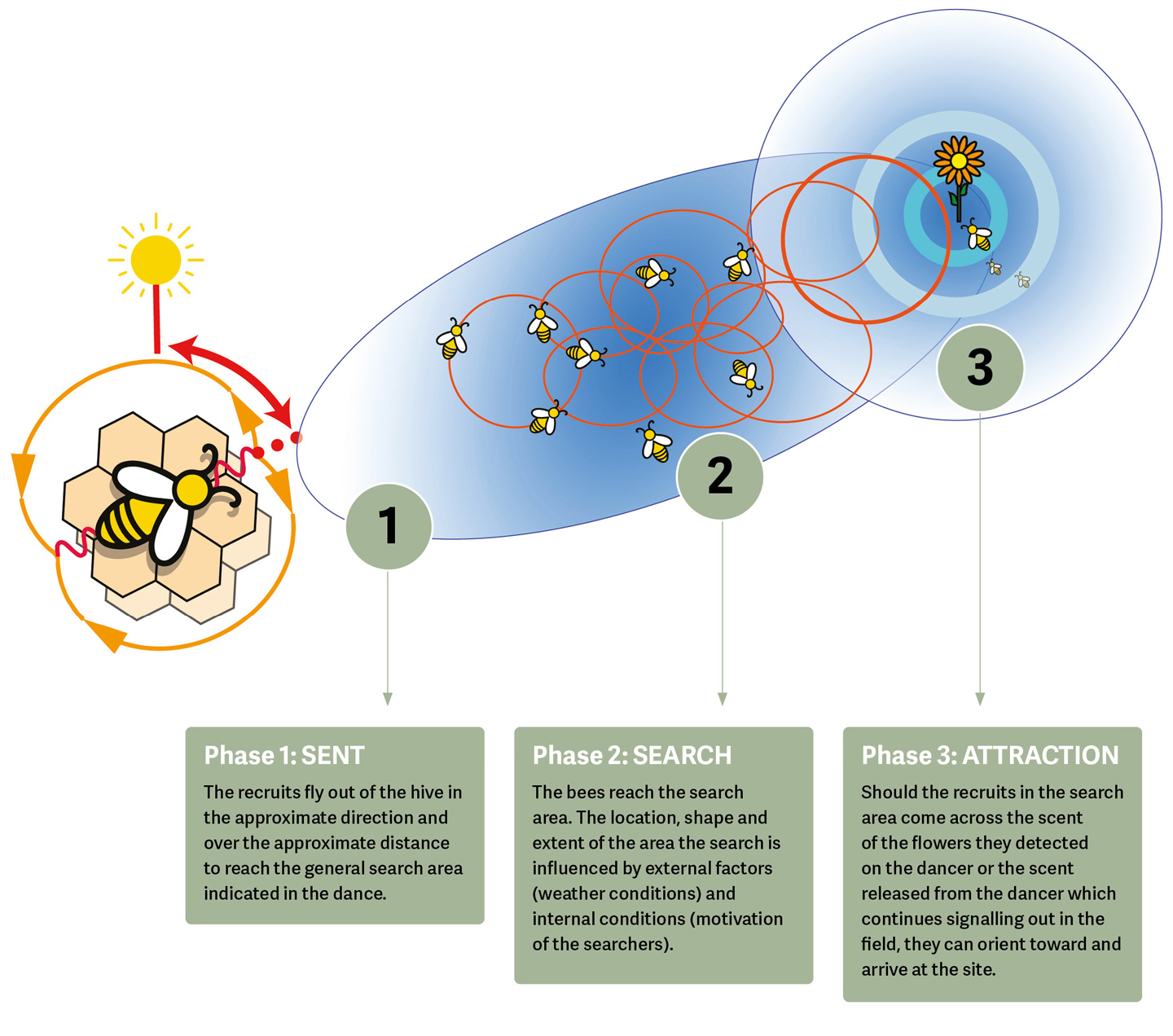 beecraft-tautz2-3-phase-model