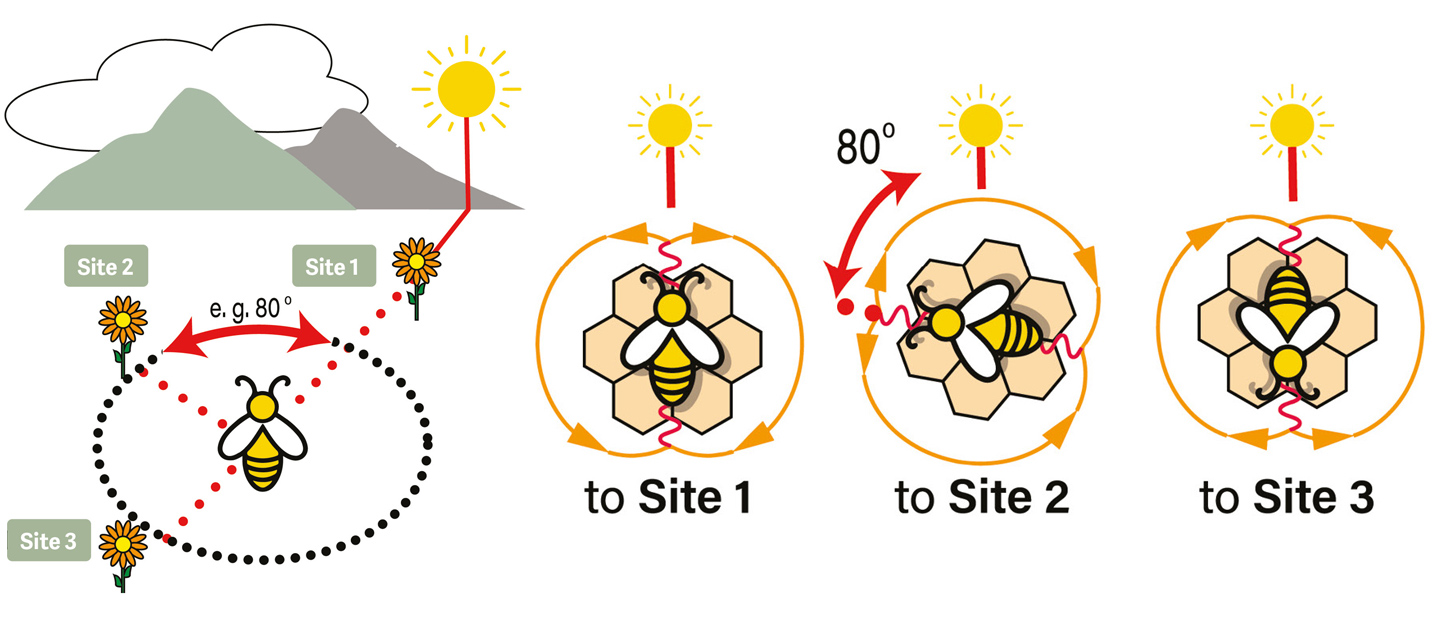 beecraft-tautz2-classical-waggle-dance