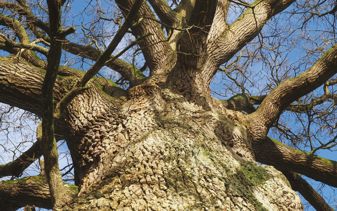 Wild honey bee colonies in ancient and veteran trees in South East England
