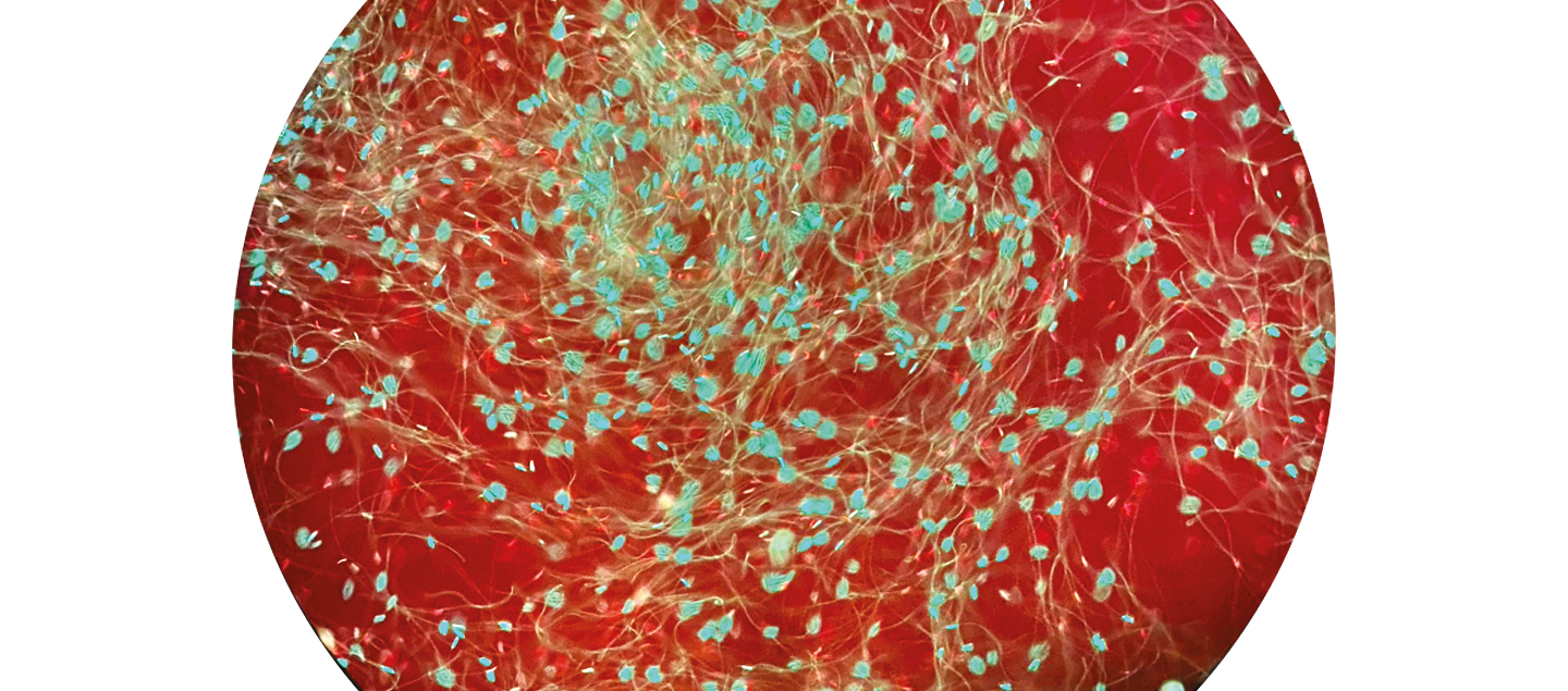 ciber-genetics-image-5