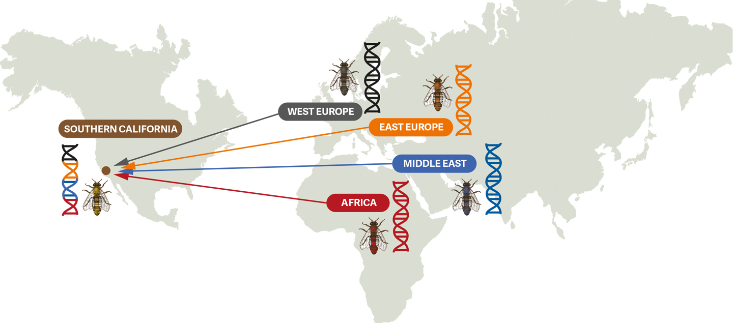ciber-genetics-image-map
